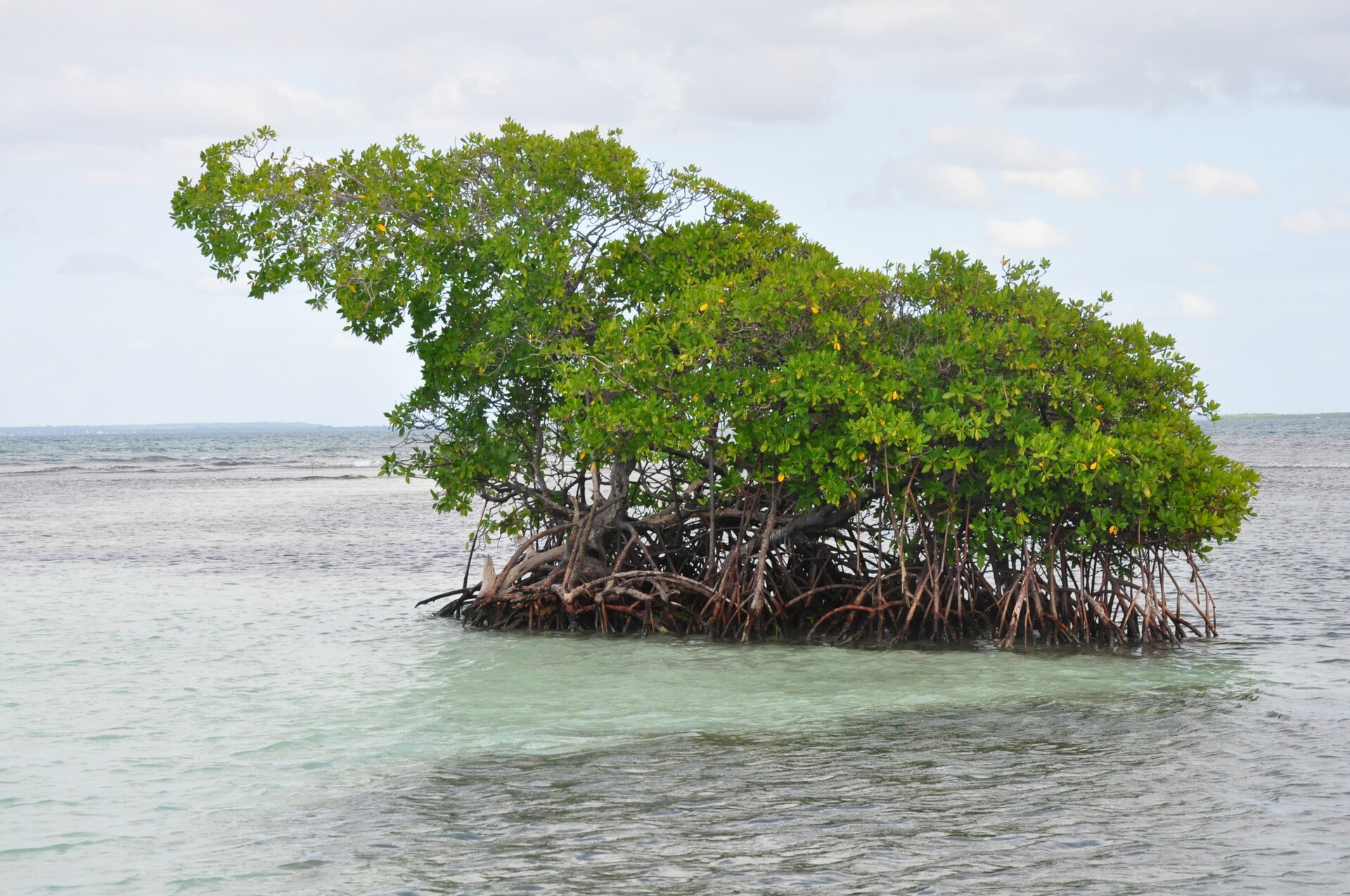 Kayak découverte dans la mangrove de Sainte-Rose - photo 2