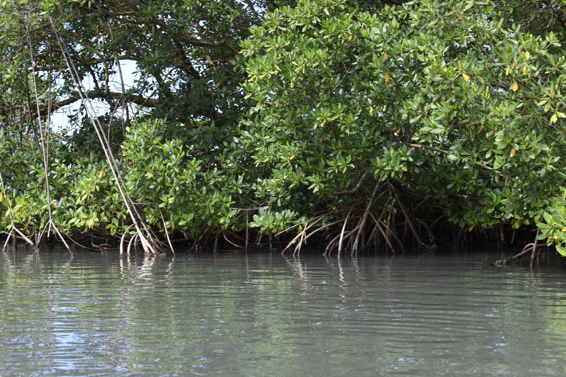 Kayak découverte dans la mangrove de Sainte-Rose - photo 3